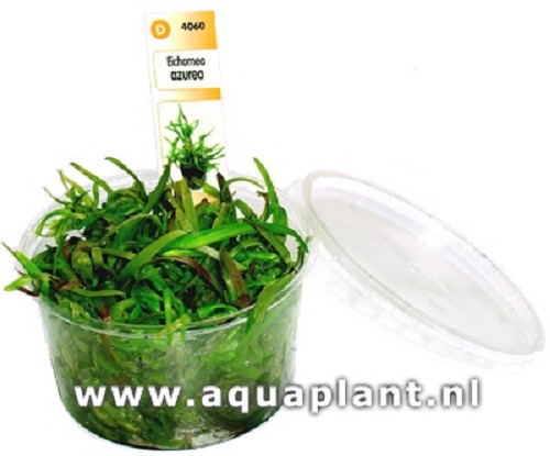 Eichornea azurea in cup (15 pc)